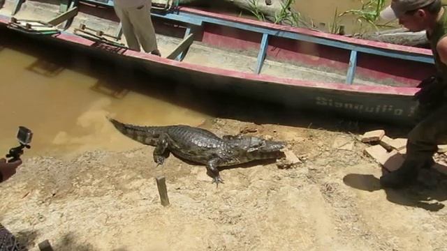 Rurrenabaque - Pampas - Alligator смотреть онлайн