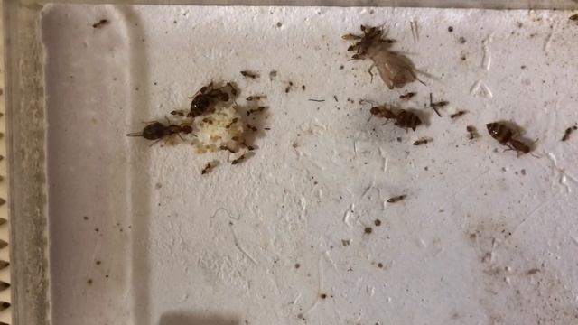 【キイロシリアゲアリ】#14 女王の行動と繁殖したコオロギ初餌やり смотреть онлайн