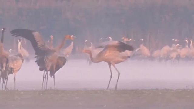 Сона Валиева - Журавли несут надежду смотреть онлайн