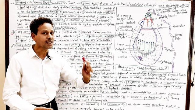 Phylum Coelenterata / Cnidaria | Introduction | Part 2 | For IAS,NEET,GATE,NET and BSc смотреть онлайн
