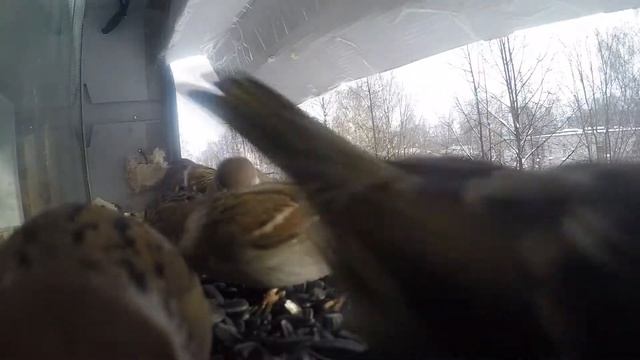 Саранча смотреть онлайн