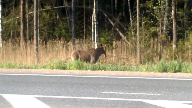 Безстрашный ЛОСЬ смотреть онлайн