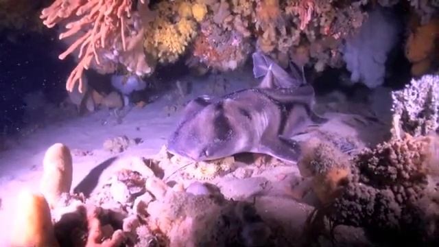 Robs Reef смотреть онлайн