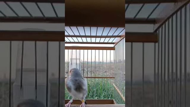 Седоголовый щегол смотреть онлайн