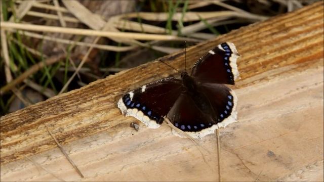 Camberwell Beauty, Nymphalis Antiopa 06