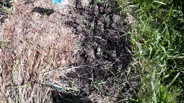 Как у нас взошли огурцы смотреть онлайн