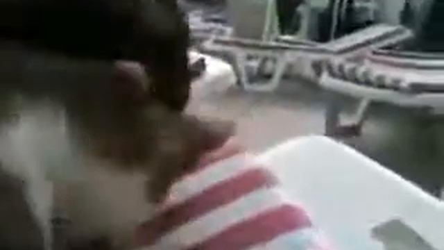 Котэ делает массаж чуваку очень ржачно смотреть онлайн