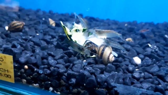 Amano Shrimp (Caridina multidentata) смотреть онлайн