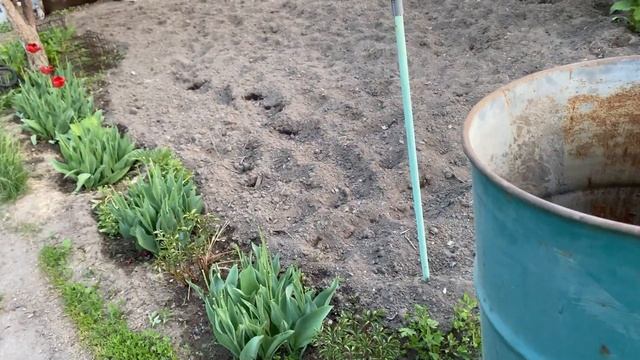 Вечером невозможно работать- комары #дом #сад