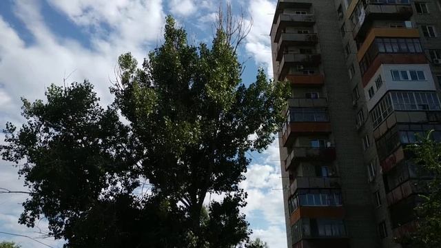 Звук насекомого. смотреть онлайн