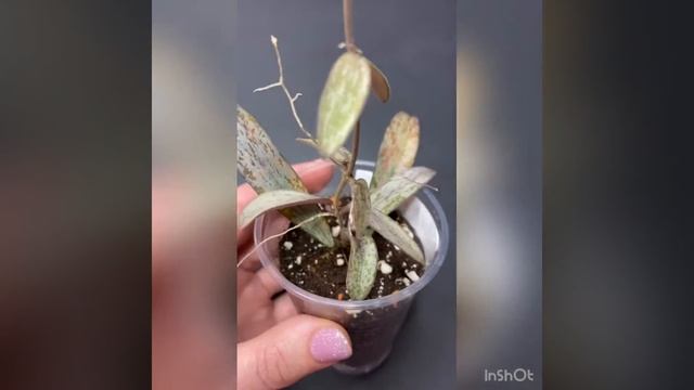 Hoya Sigilatis Silver AH 001