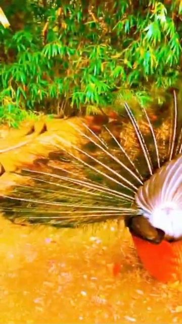 Yellow colors 💛 and beautiful Peacock 🦚 || смотреть онлайн