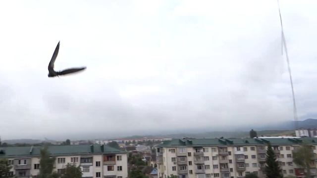 Отпускание стрижа на волю. смотреть онлайн