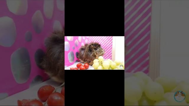 Куза смотреть онлайн