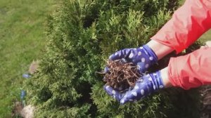 Апрель_ ухаживаю за хвойными и декоративно- лиственными кустарниками