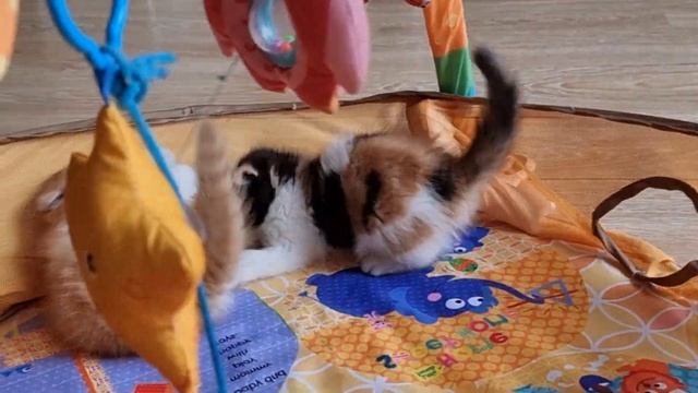 игровое настроение!Фрея зажигает! #котята #персы #экзоты #продажакотят #кошка #кошки #экзотические смотреть онлайн