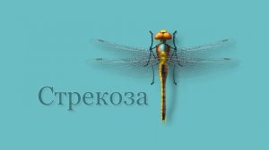 Карточки Домана - НАСЕКОМЫЕ