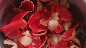 Саркосцифа алая жаренная с луком.