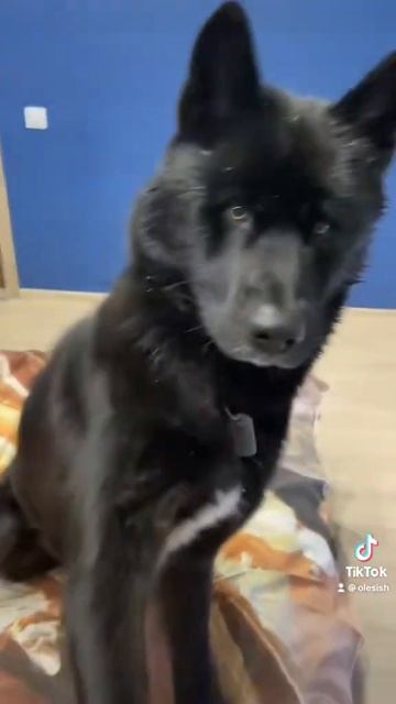 Волкособ в линьке. Старенькое видео из тик-тока смотреть онлайн