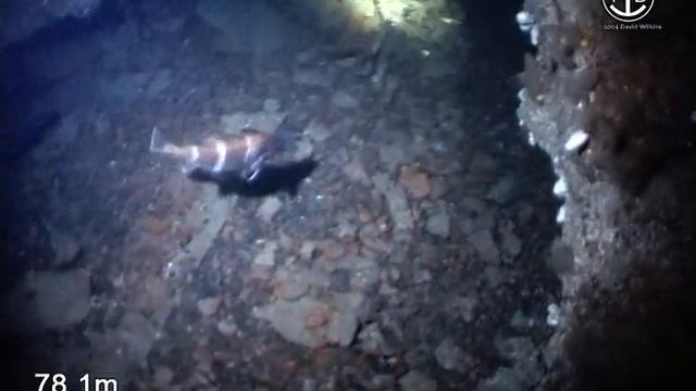 Norwegian Steamship Ula