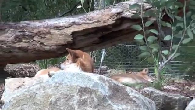 JKHC - HEALSVILLE WILDLIFE SANCTUARY - VICTORIA - AUSTRALIA - DINGO - 30/3/10 смотреть онлайн