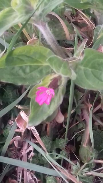 Silene diocia -Red Campion Piros mécsvirág смотреть онлайн