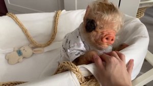 VLOG с реборном свинкой!🐷Распаковка посылки с одеждой для Принцессы!