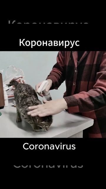 Мы нуждаемся в вашей помощи/We need your help #приют #котики #cats #shelter смотреть онлайн