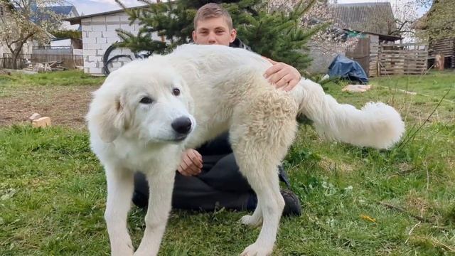 КЕМ СТАЛ МАЛЕНЬКИЙ ЩЕНОК ФЕЯ? Теперь это большая мареммо-абруцкая собака! 😉