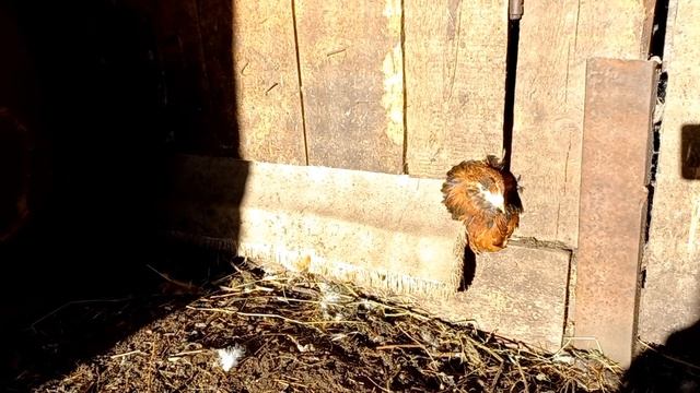 У нас очередное прибавление🐐-Глафира/и все остальные любимки смотреть онлайн