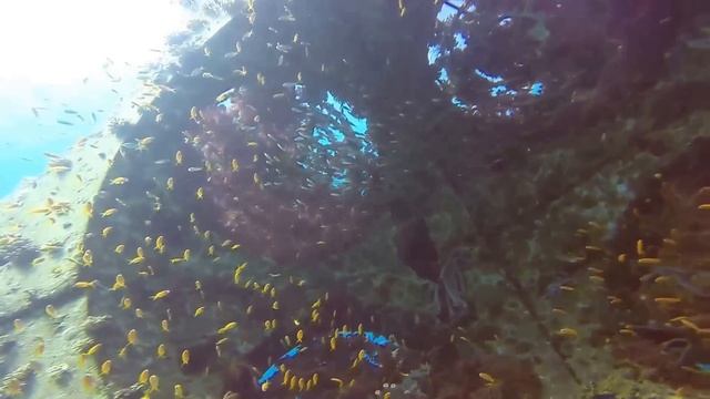 GoPro3+ Scuba diving in the red sea -eilat- смотреть онлайн