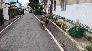 мой опыт переезда с крупной собакой на море  сочи