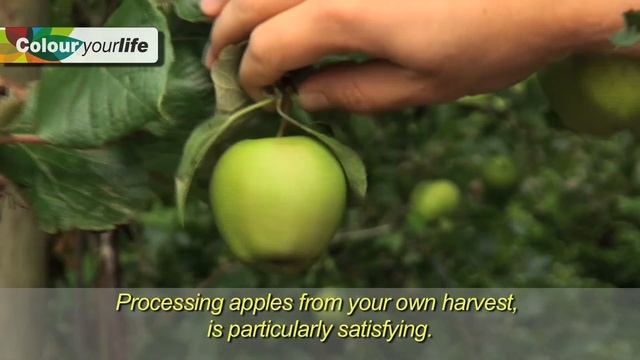 All about Apple Trees! смотреть онлайн
