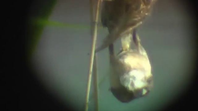 Самец ремеза