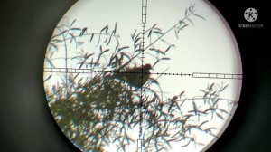 Kral puncher empire 900fps hunting