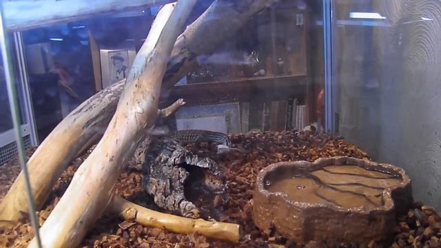 Мой Аргус V.Panoptes Horni часть 3 смотреть онлайн