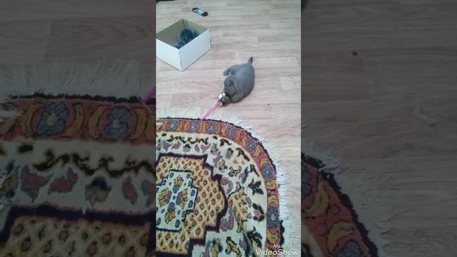 Первые шаги шотландской кошечки Дуни. 🤗 смотреть онлайн