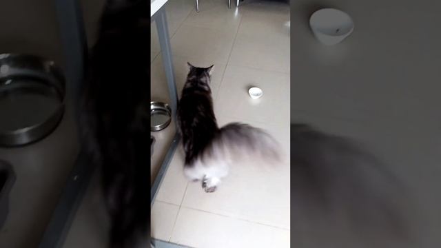 ОГОРОД на балконе в Израиле - новые огурцы смотреть онлайн
