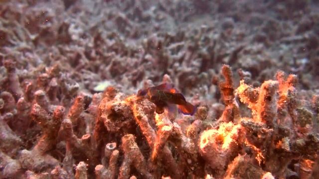 Malapascua Light House, Mandarin Fish смотреть онлайн