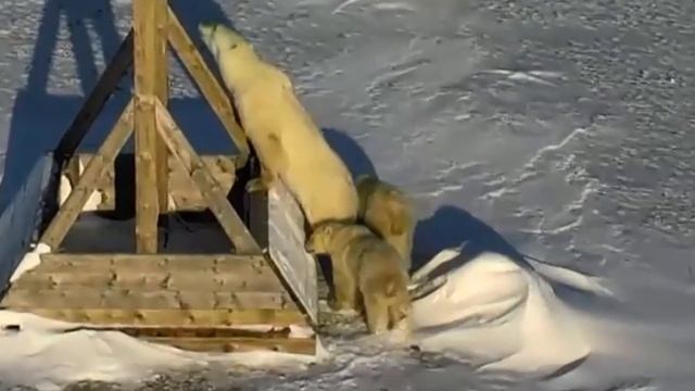 Polar Bear Mom and Two Cubs смотреть онлайн