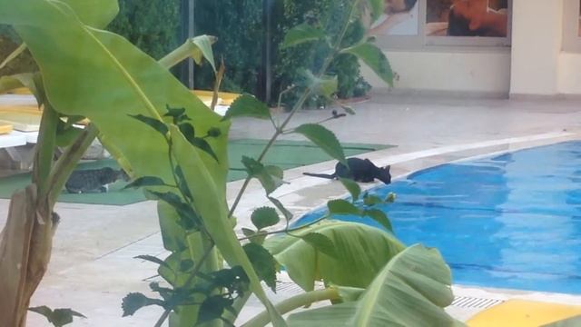 Коты у бассейна смотреть онлайн