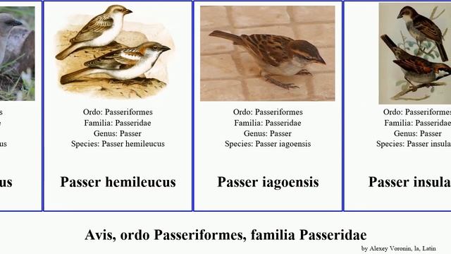 Avis, ordo Passeriformes, familia Passeridae bird simplex domesticus griseus montanus henrici смотреть онлайн