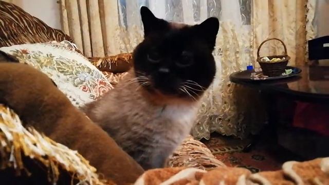 Good evening my dears, добрый вечер мои дорогие🤗🌜 смотреть онлайн