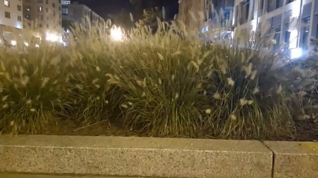 Goocheese Falls Over While Pissing In The Bushes