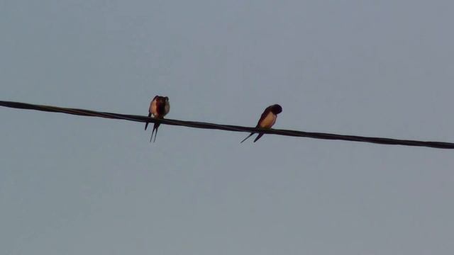 Ласточки на закате смотреть онлайн