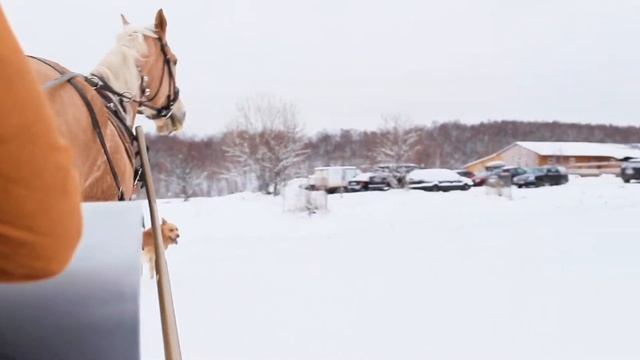 Зима. Ясно Поле. Лошади смотреть онлайн