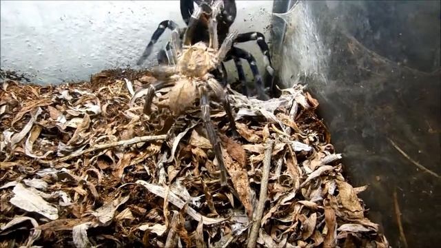 Haplopelma lividum mating 4 (fem2, round2)