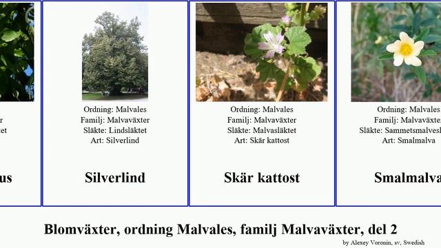 Blomväxter, ordning Malvales, familj Malvaväxter, del 2 affine nervosa africana flava australiana смотреть онлайн