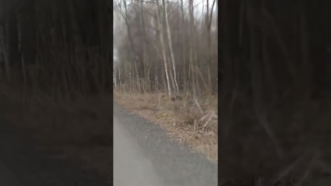 Велопрогулка в лесопарке/Bike ride in the forest park 15.04.2025 #shorts смотреть онлайн