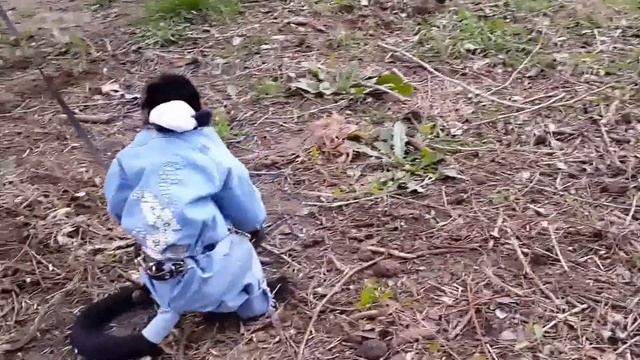 2016.03.29 Обезьяна капуцин Масяня. Продуктивная прогулка. Доминируй, властвуй, унижай. смотреть онлайн